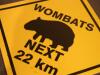Click to see wombats.jpg